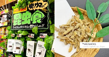 不是在野外求生！日本唐吉軻德開賣「昆蟲零食」，蟋蟀、蟬蛹、蠍子、蜘蛛通通當餅乾吃