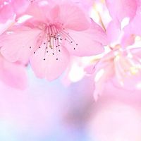 アラフィフ〜第二の人生🌸男女！集まれ💓ここだよっ