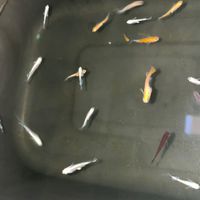 メダカと愉快な仲間達
