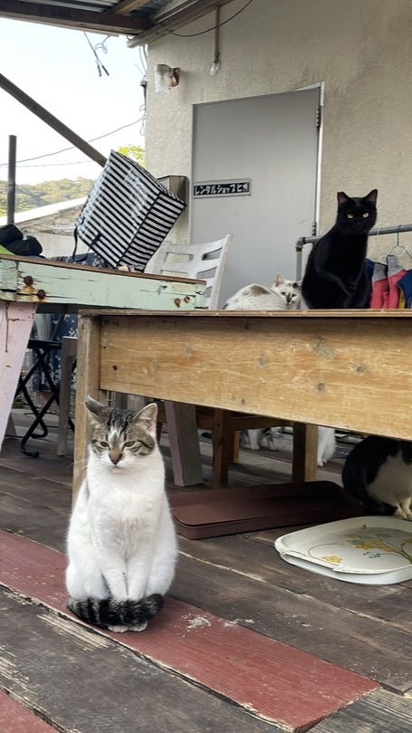 島まーる座間味島251215ツアーオープンチャット