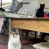 島まーる座間味島251215ツアーオープンチャット