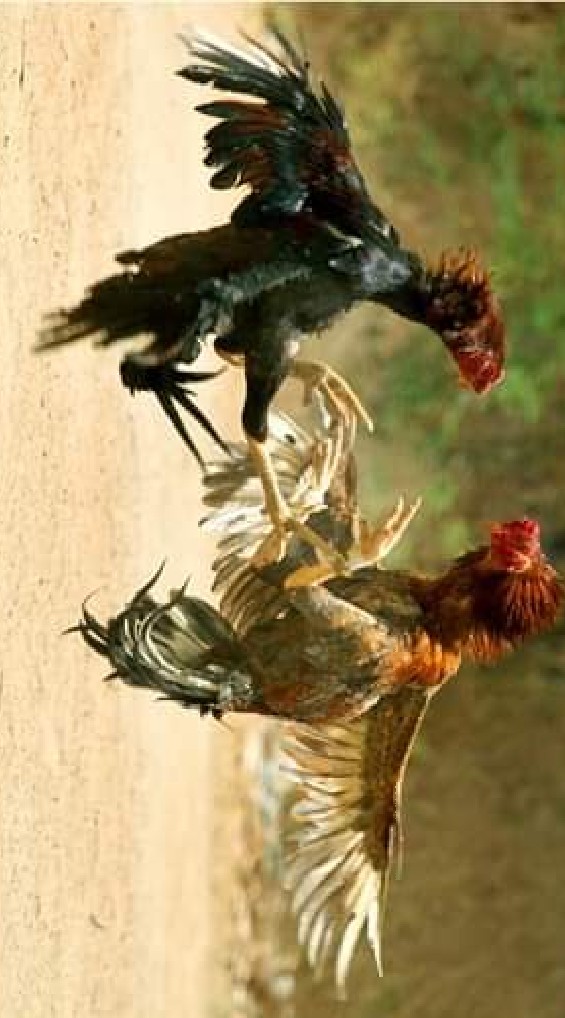 ซื้อขายไก่ชน คนเพชรบุรี