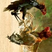ซื้อขายไก่ชน คนเพชรบุรี
