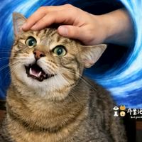 布里泡花｜被貓兔統治的日常🐱