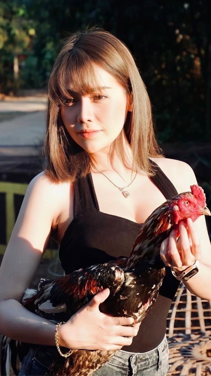 ข่าวสารไก่ชน ไลฟ์สด
