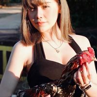 ข่าวสารไก่ชน ไลฟ์สด