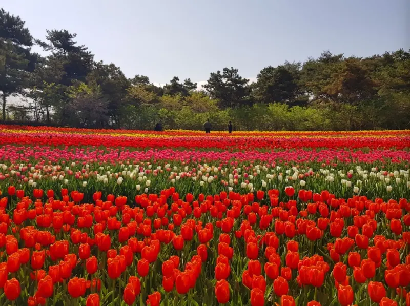 ▲世界五大鬱金香慶典之一的「泰安鬱金香節」，每年4至5月於韓國花卉公園盛大展開。（圖／Klook提供）