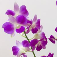 六0九家長社群