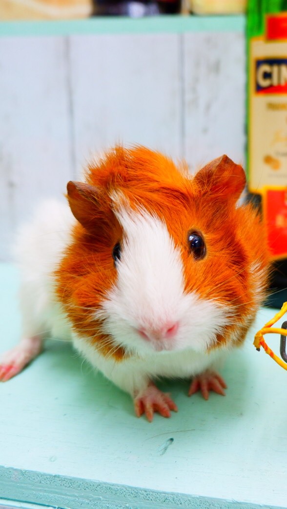 OpenChat 🐹モルモット好きさん_guineapig🐹