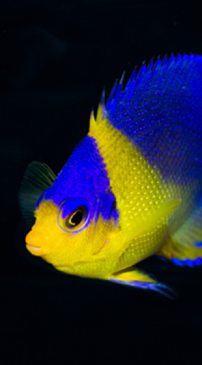 海水魚・サンゴ(マリンアクアリウム)