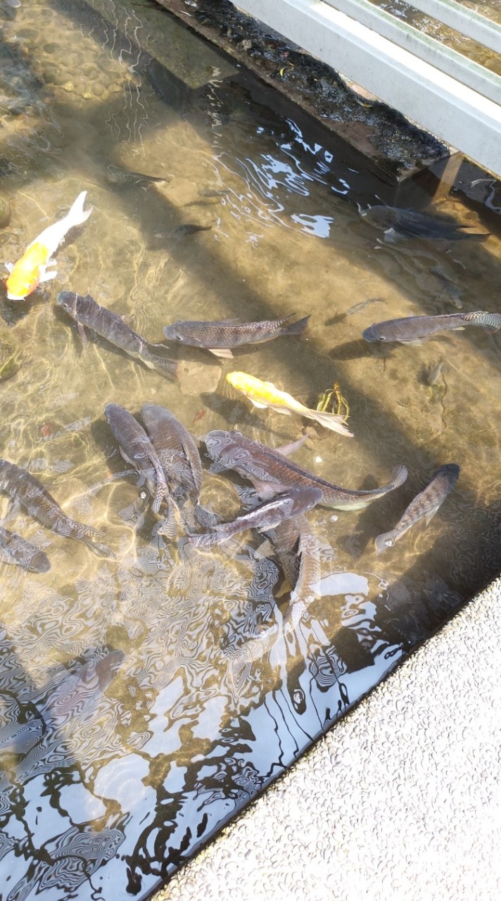 水族淡水#活體交流社