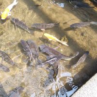 水族淡水#活體交流社