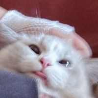 ༺ෆོ 芸湮成雨ఌ🐾⁸²³