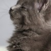 More__mainecoon 默。緬因貓舍