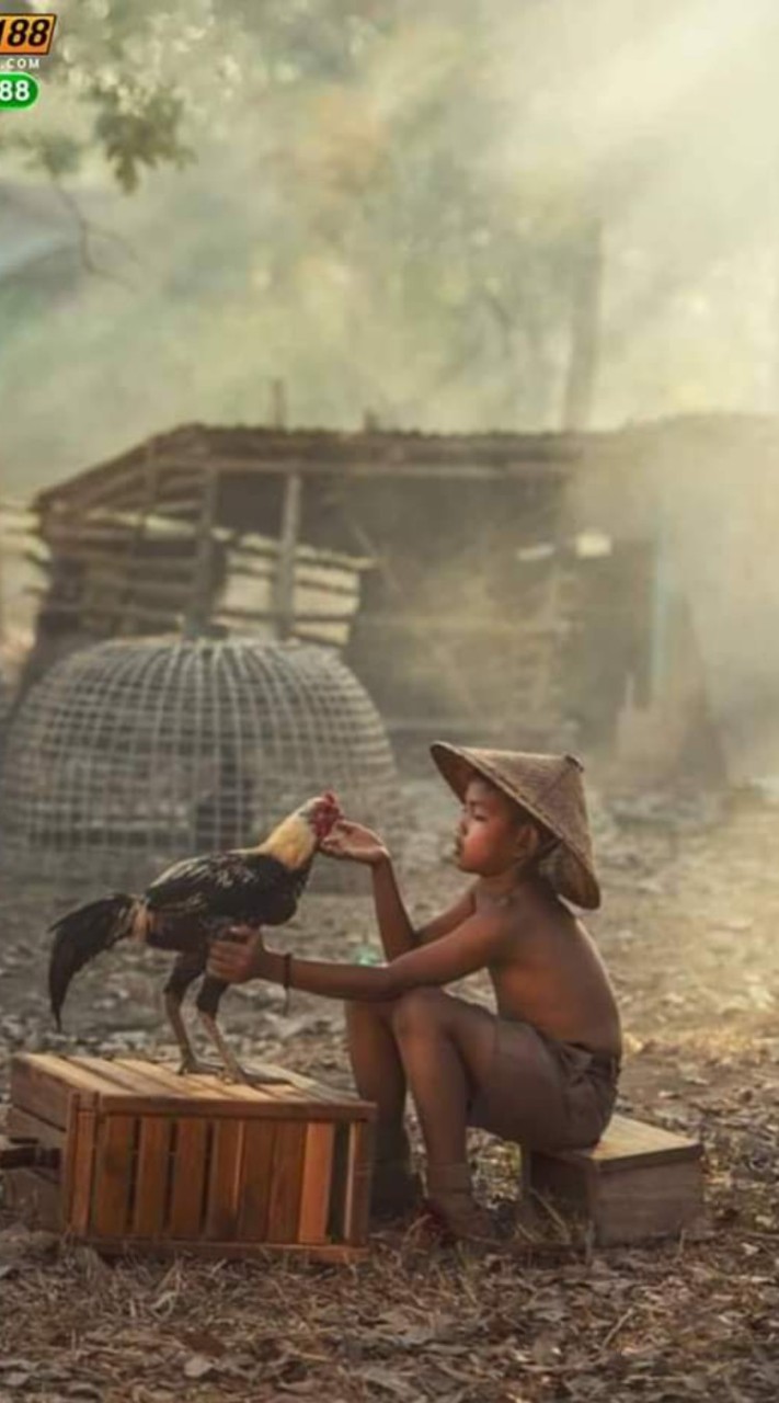 พม่าตอคม แสนคม โคราช🐓