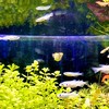 メダカと暮らす(°∀°ﾐэ)Э