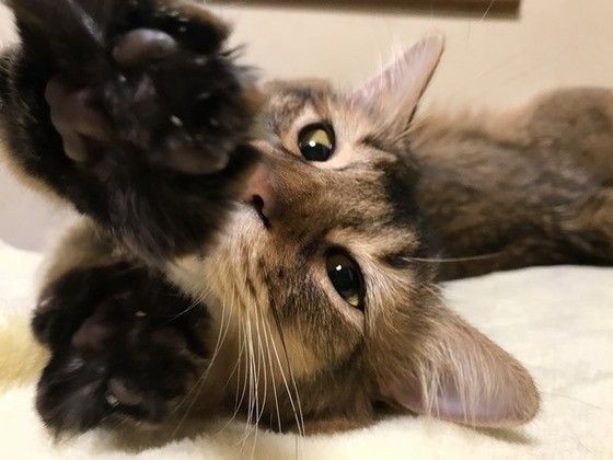 猫の 反省していない しぐさ じつは 猫なりに理由が