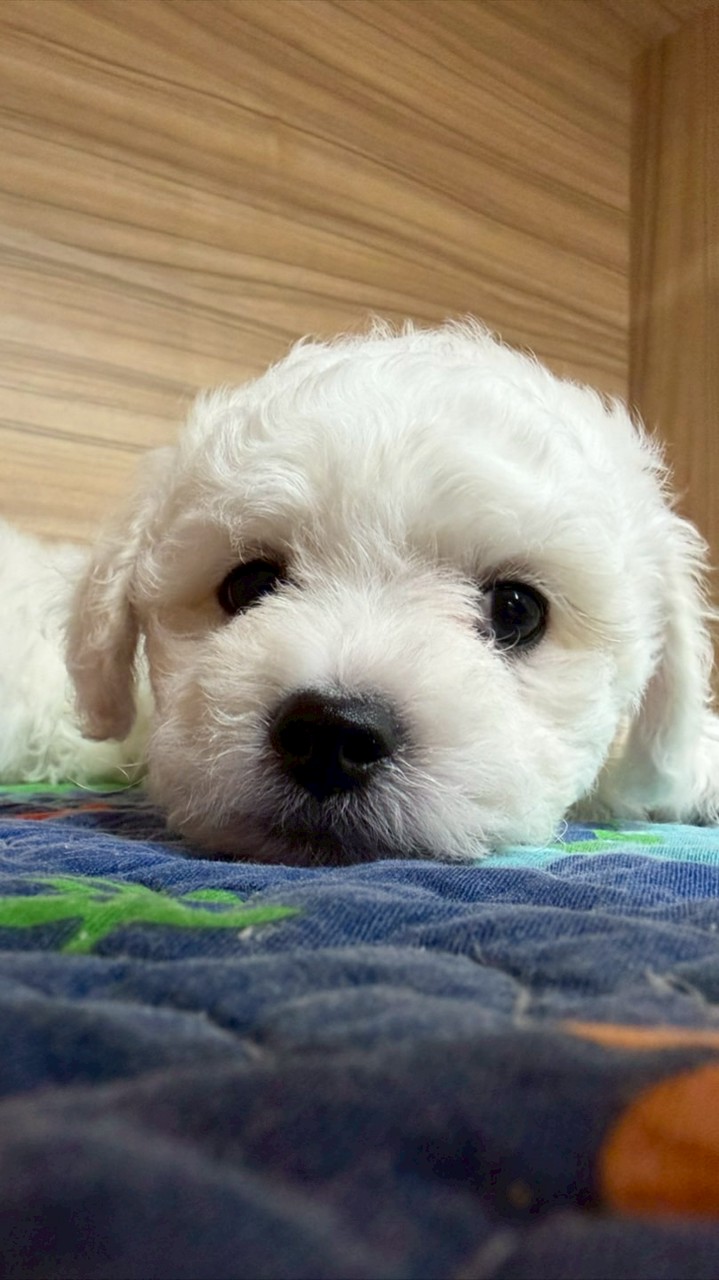 比熊幼犬交流區 買賣 認養 送養平台