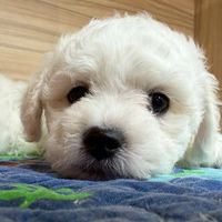 比熊幼犬交流區 買賣 認養 送養平台