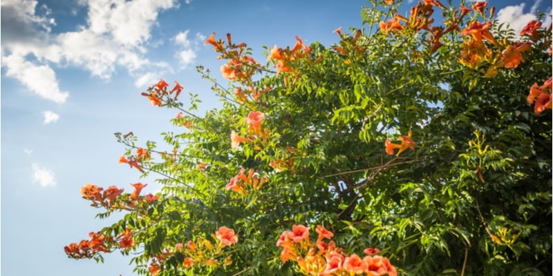 ノウゼンカズラ の花言葉とは ガーデニングにおすすめの品種を紹介 Oggi