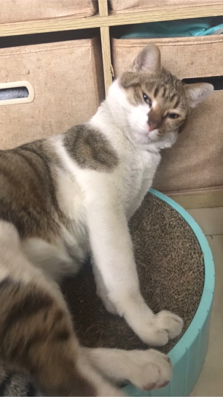 貓奴聊天室