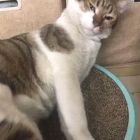 貓奴聊天室