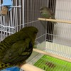 さざなみインコさん