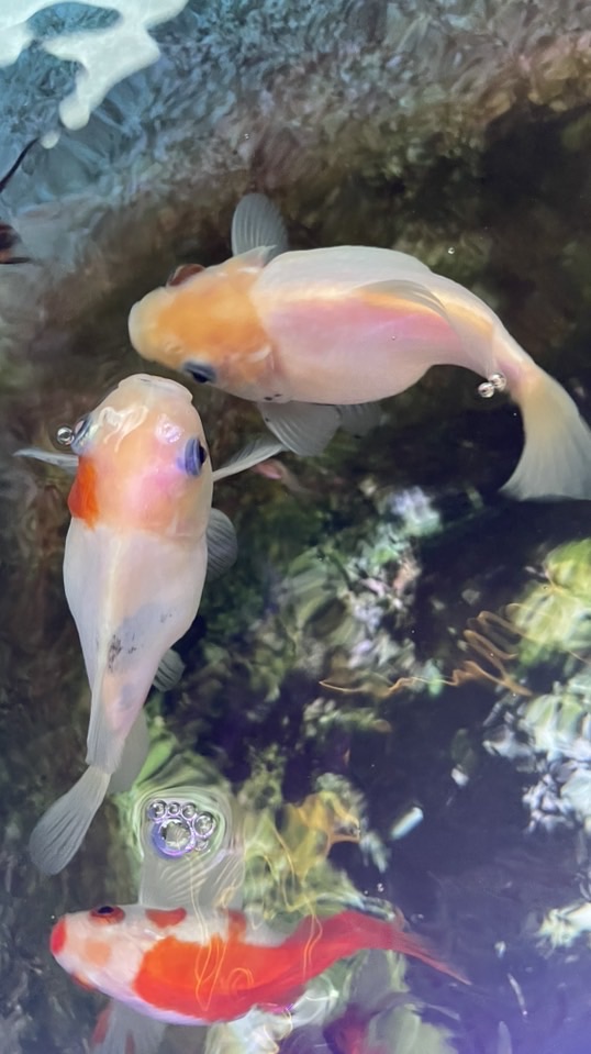 KN ทามะซาบะเกรดเลี้ยงเล่น🐠