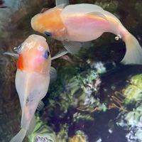 KN ทามะซาบะเกรดเลี้ยงเล่น🐠