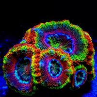 Coral Dream 珊瑚夢