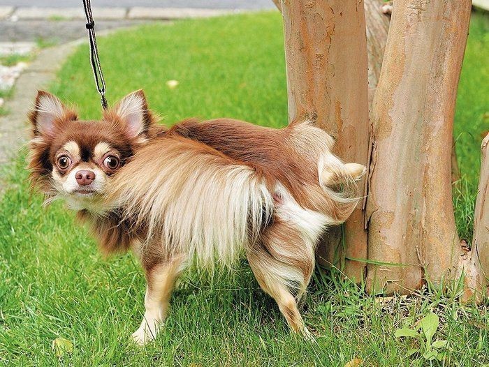 実は犬のあのしぐさ 犬の野生時代のなごりだった