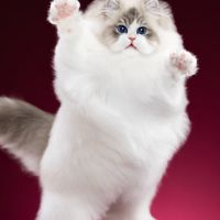Seraphine Cattery : ฟาร์มแมวนำเข้า
