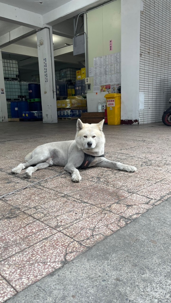 征服之海NTD聯盟