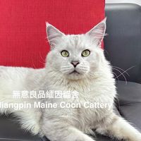 貓宇宙 品種貓 鑑賞平台(緬因貓、布偶貓、英短、美短、豹貓、藍貓、波斯貓、加菲貓)