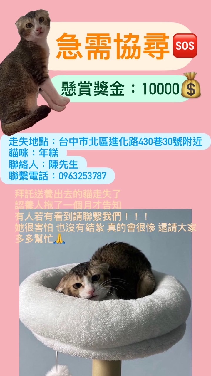台中北區貓咪走失協尋-年糕