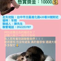 台中北區貓咪走失協尋-年糕
