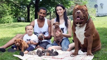 世界最大比特犬浩克當爸爸了！