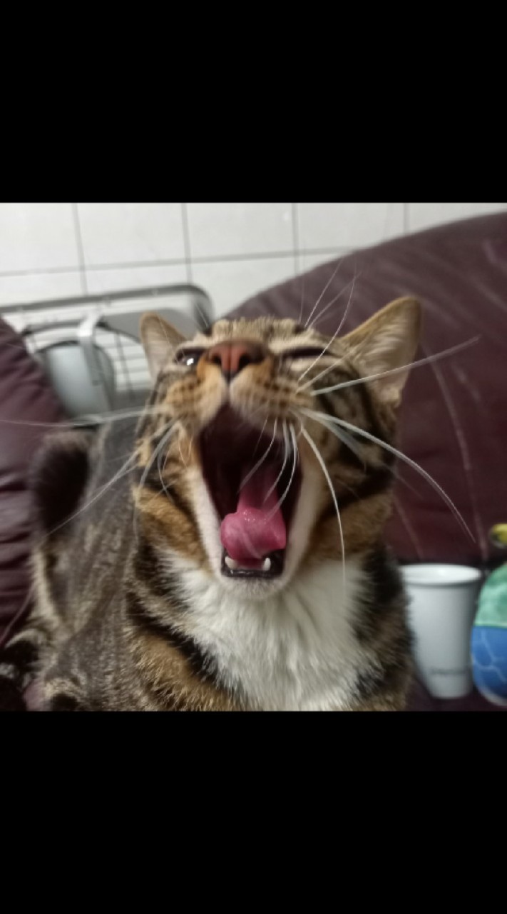 🐈貓貓星球🐾