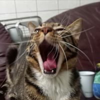 🐈貓貓星球🐾