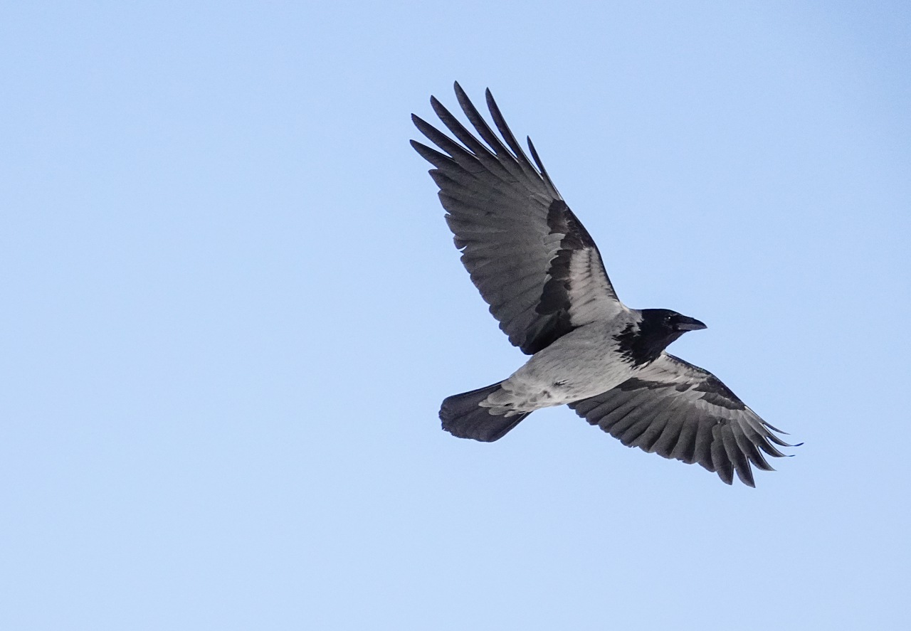 旅遊攝影師貝琪梨的極地遠征！Sony RX10 IV 極光 / 飛羽實戰拍攝分享