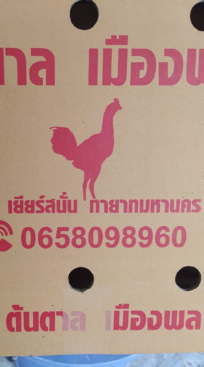 ต้นตาล เมืองพล 2