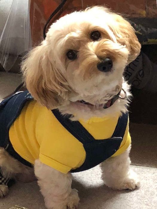 犬が首をかしげるキュートな画像 しぐさの理由も解説