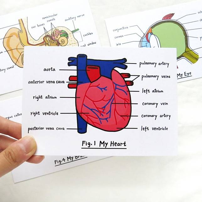 溫書畫心臟理科生的另類學習卡藝術 Hotnews Wiki