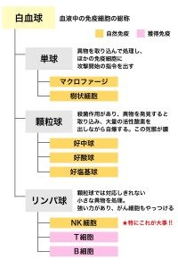 Nk細胞が決め手 今こそ知りたい 免疫って何