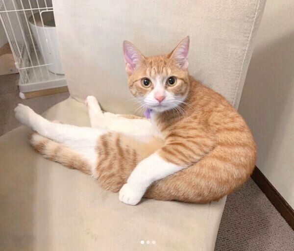 猫 スイーツ 夢のコラボ スイーツパラにゃんス