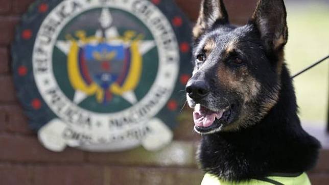 Anjing bernama Sombra menerima ancaman pembunuhan dari bos kartel narkoba yang menaruh dendam padanya  (AP Photo/Fernando Vergara)