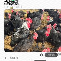 / 溫 體 土 雞 /