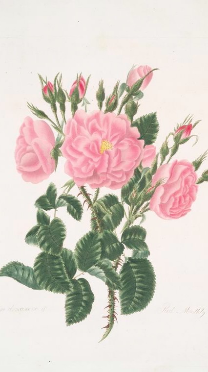 Vungaz滴滴植感