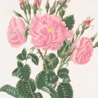Vungaz滴滴植感