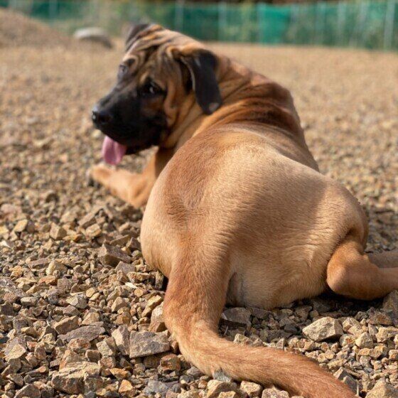 オス犬に多い4つの生殖器の病気 気を付けたいポイント